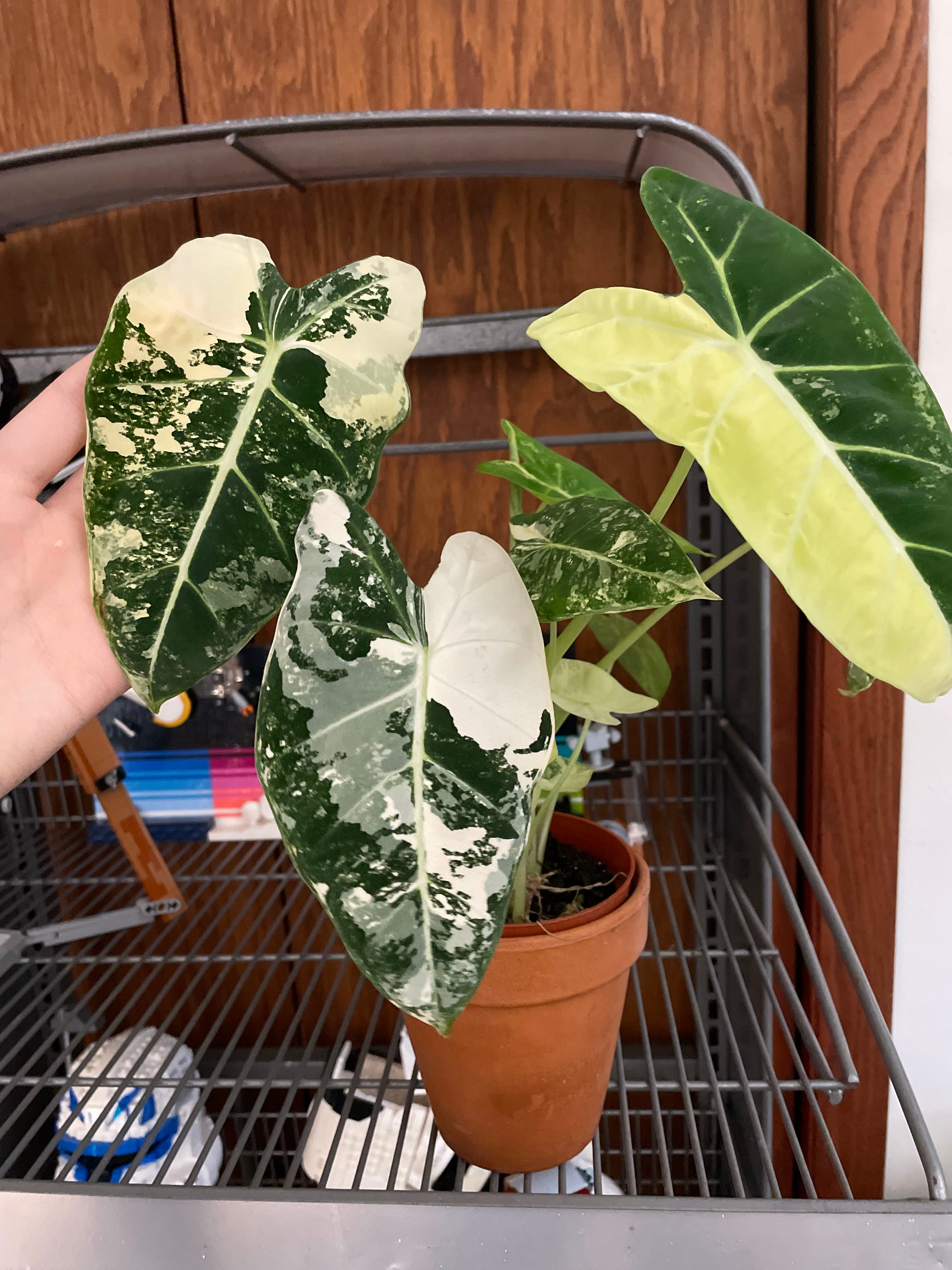 アロカシア ヴェノム Alocasia 'Venom' 管理番号m15在庫わずか アロカシア ヴェノム Alocasia 'Venom' 管理番号s15 アロカシア