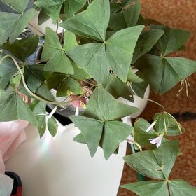 Photo of the plant species Broadleaf Woodsorrel by @FunnyPuriri named Sonora on Greg, the plant care app