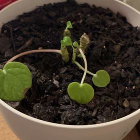 Photo of the plant species Emerald Ripple Peperomia by @DisarmingMostii named Naomi on Greg, the plant care app