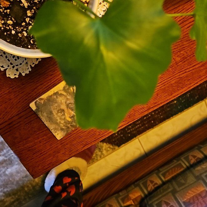 Photo of the plant species Philodendron lacerum by @CoherentGabisan named Baesil on Greg, the plant care app
