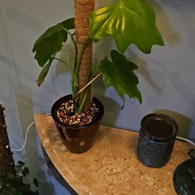 Photo of the plant species Philodendron lacerum by @CoherentGabisan named Harper on Greg, the plant care app