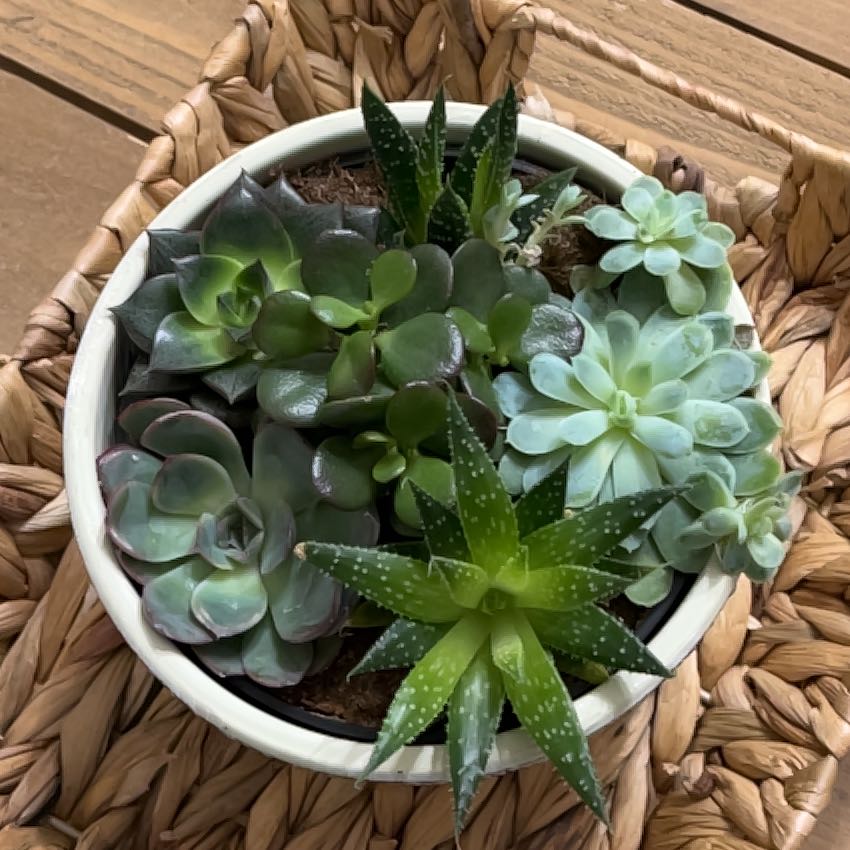 Photo of the plant species Ice Green Echeveria by @BonusLionsmane named Ronaldo on Greg, the plant care app