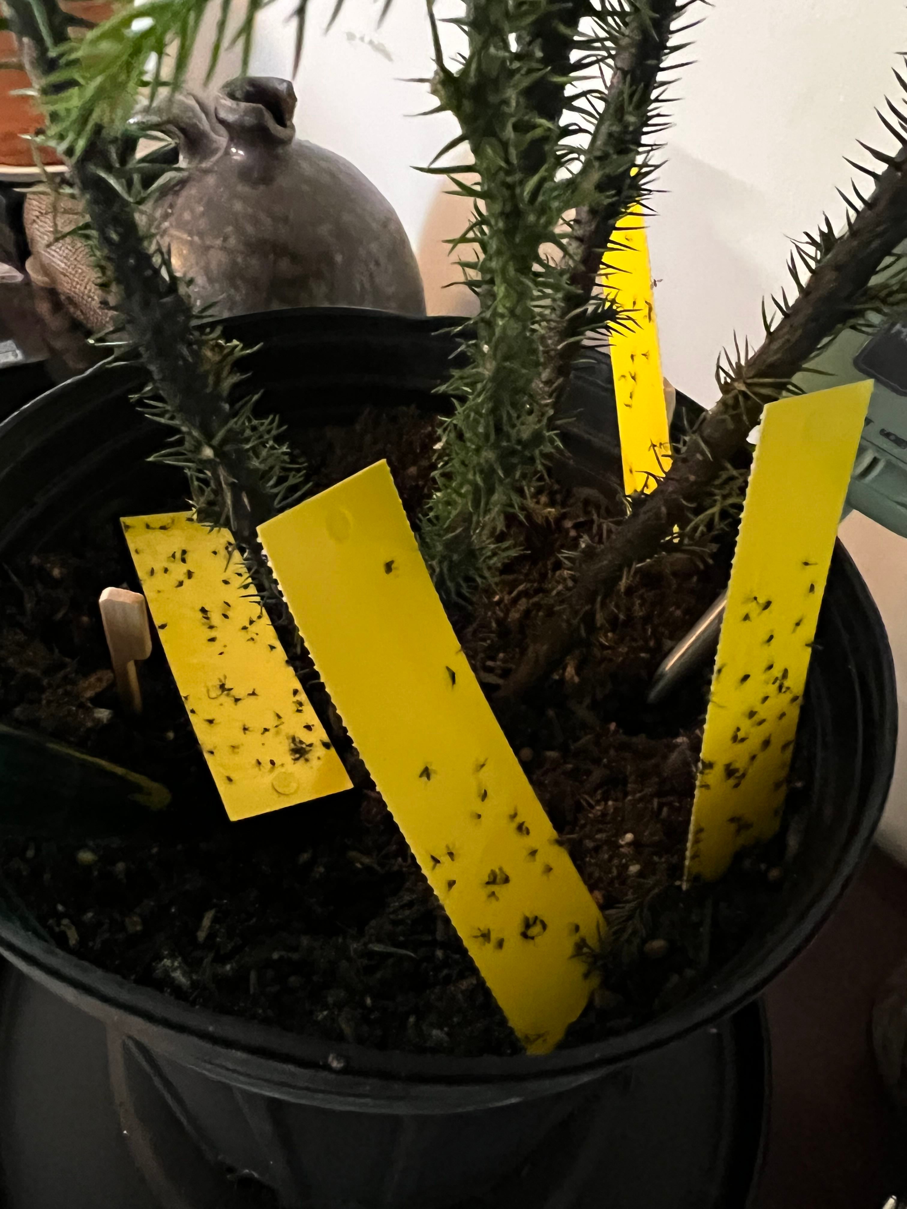 What kind of soil should I use to repot this Norfolk Pine...