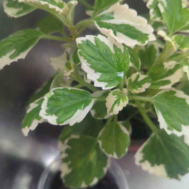 Photo of the plant species Swedish Ivy White Surf by @PoshBluegiant named Miley on Greg, the plant care app