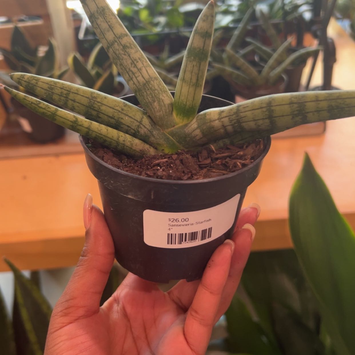 Photo of the plant species Starfish Snake Plant by @HeroTurkeytail named Beyonce on Greg, the plant care app