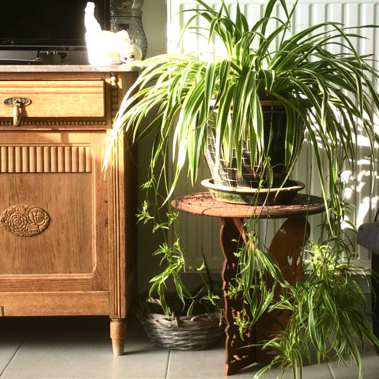 light requirements for spider plant