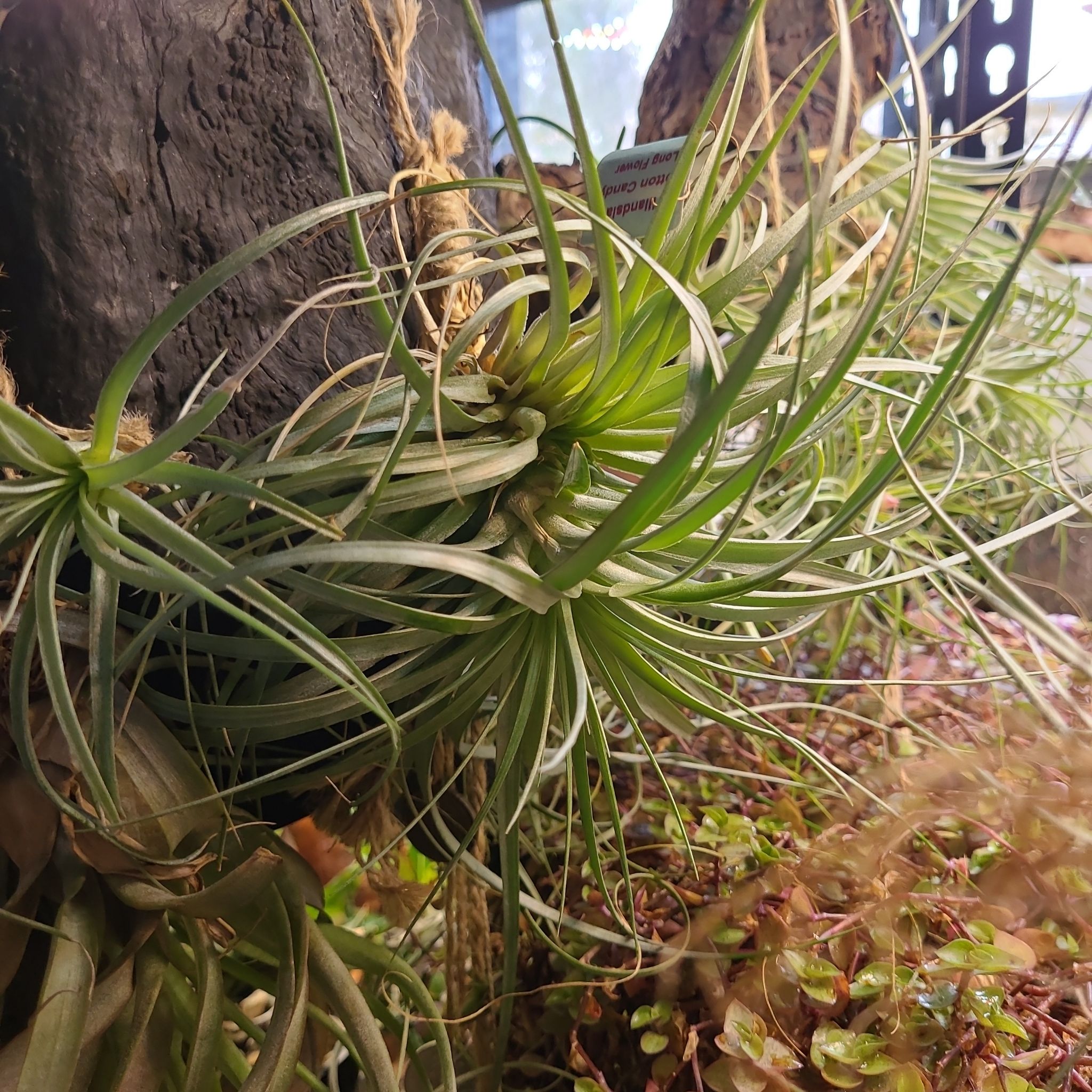 Photo of the plant species Tillandsia recurvifolia by @UrbanOasis named Beyonce on Greg, the plant care app