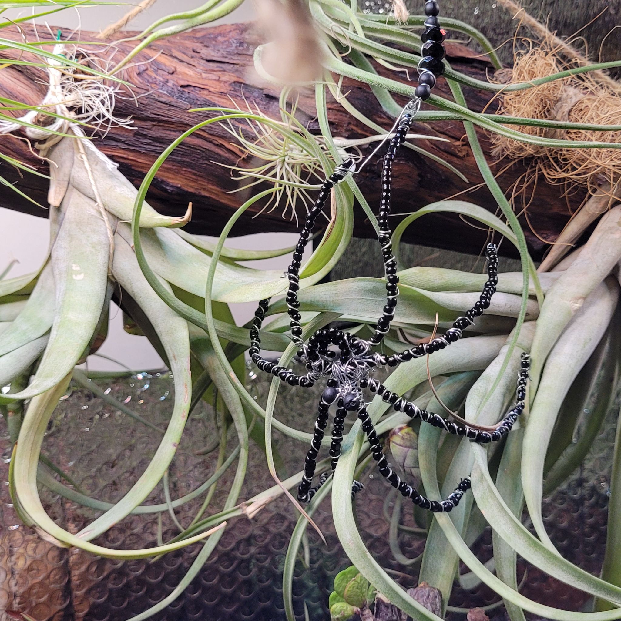 Photo of the plant species Twisted Air Plant by @UrbanOasis named Apollo on Greg, the plant care app