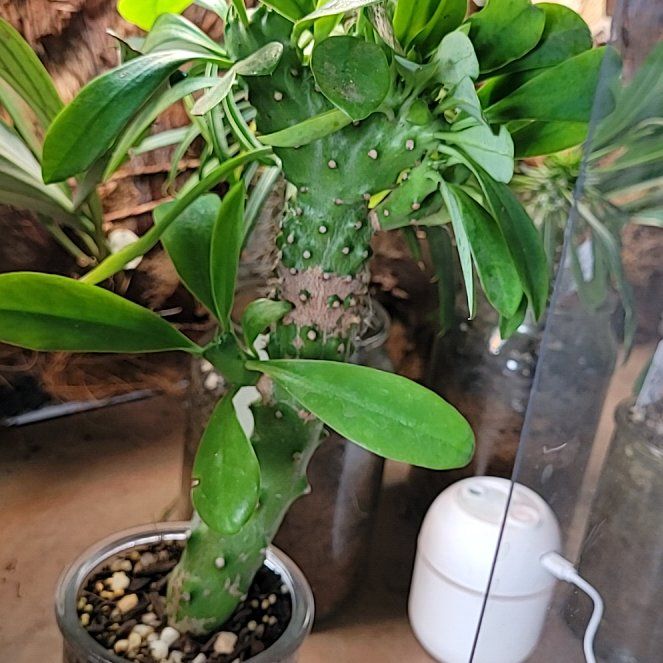 Photo of the plant species Euphorbia Nivulia Cristata by @UrbanOasis named Foxxy on Greg, the plant care app