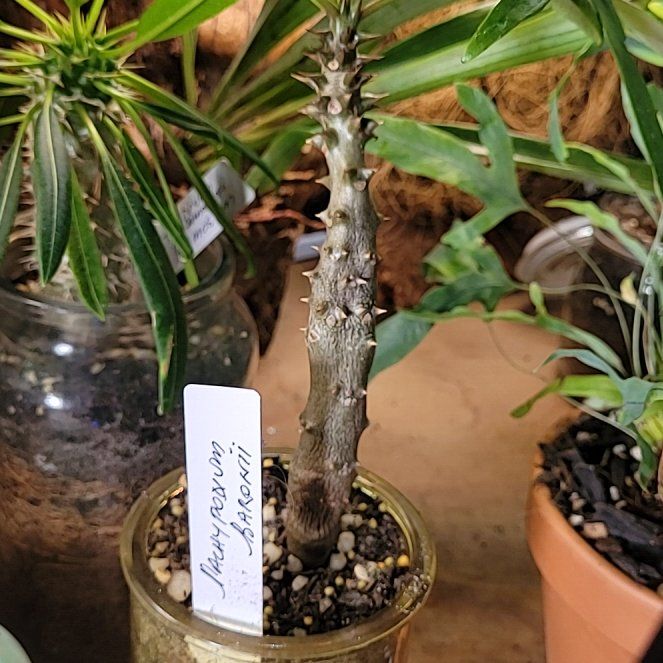 Photo of the plant species Madagascar Palm by @UrbanOasis named Terra on Greg, the plant care app