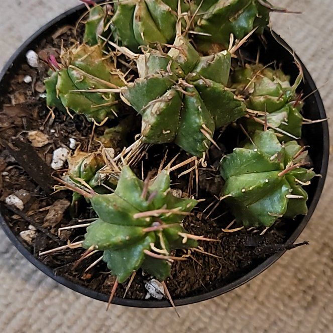 Photo of the plant species Euphorbia Pillansii by @UrbanOasis named Bella on Greg, the plant care app
