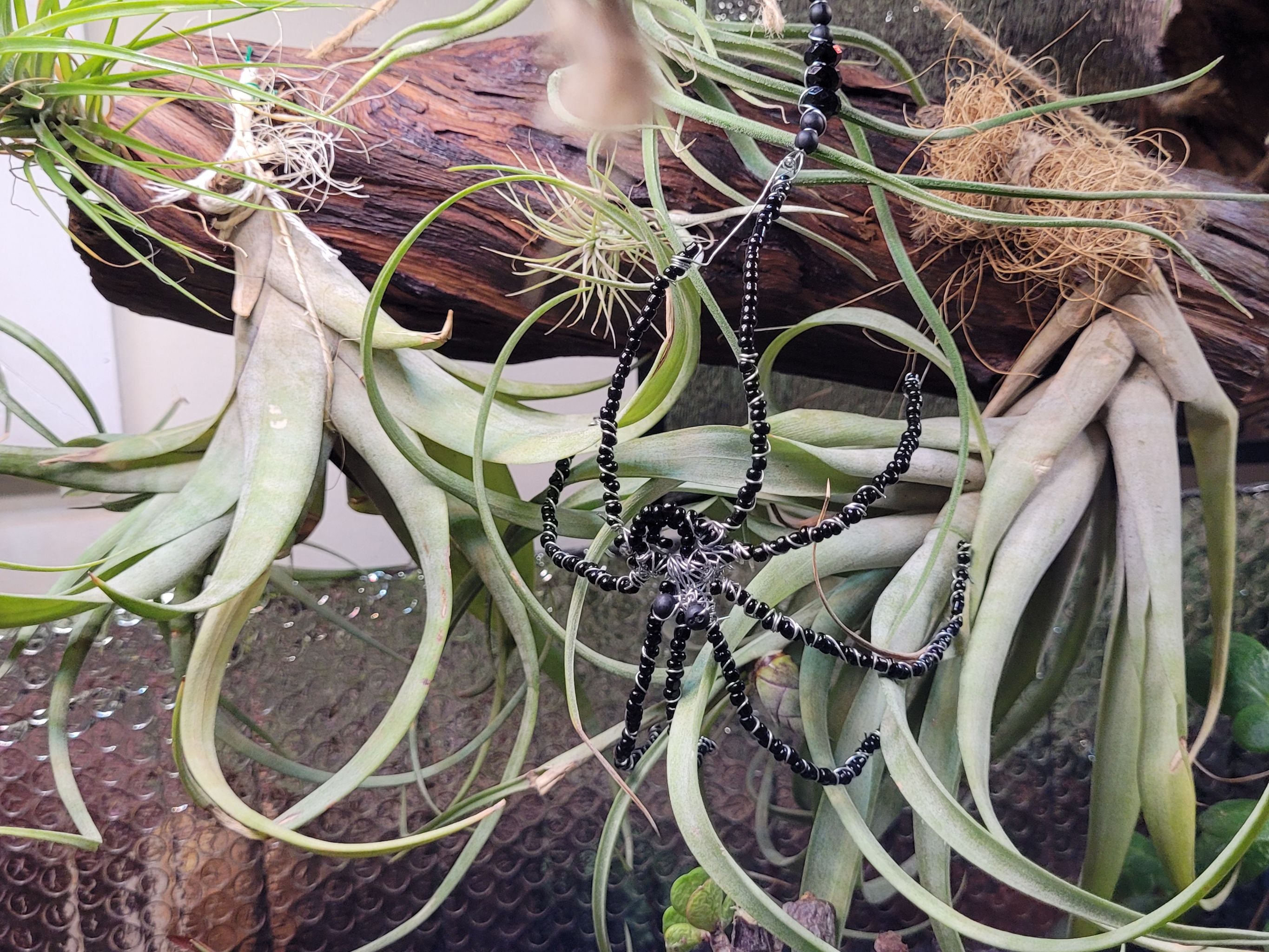 Why Are There Brown Spots on My Tillandsia argentea?