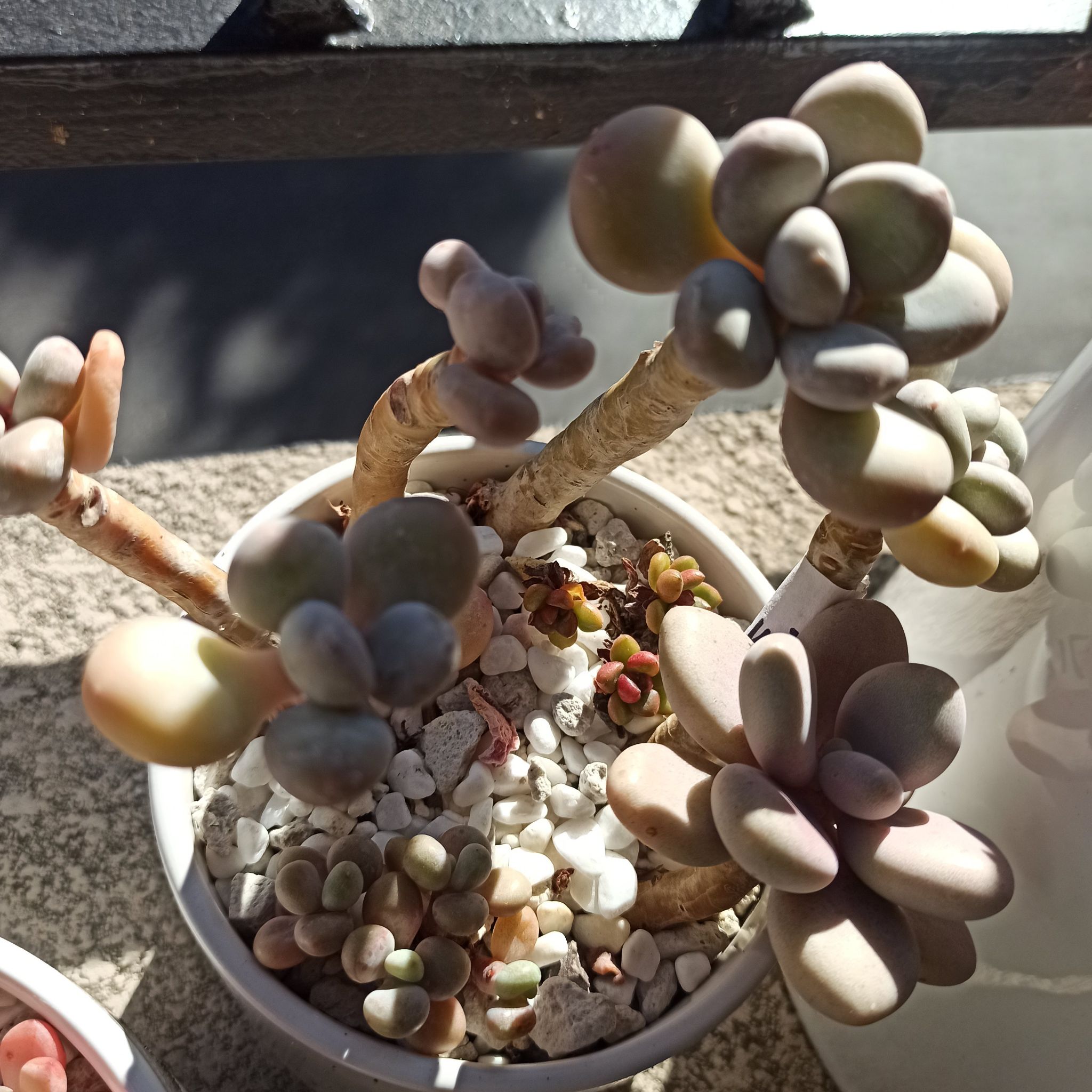 Lavender Pebbles succulent plant in a pot with pebbles on the soil surface.