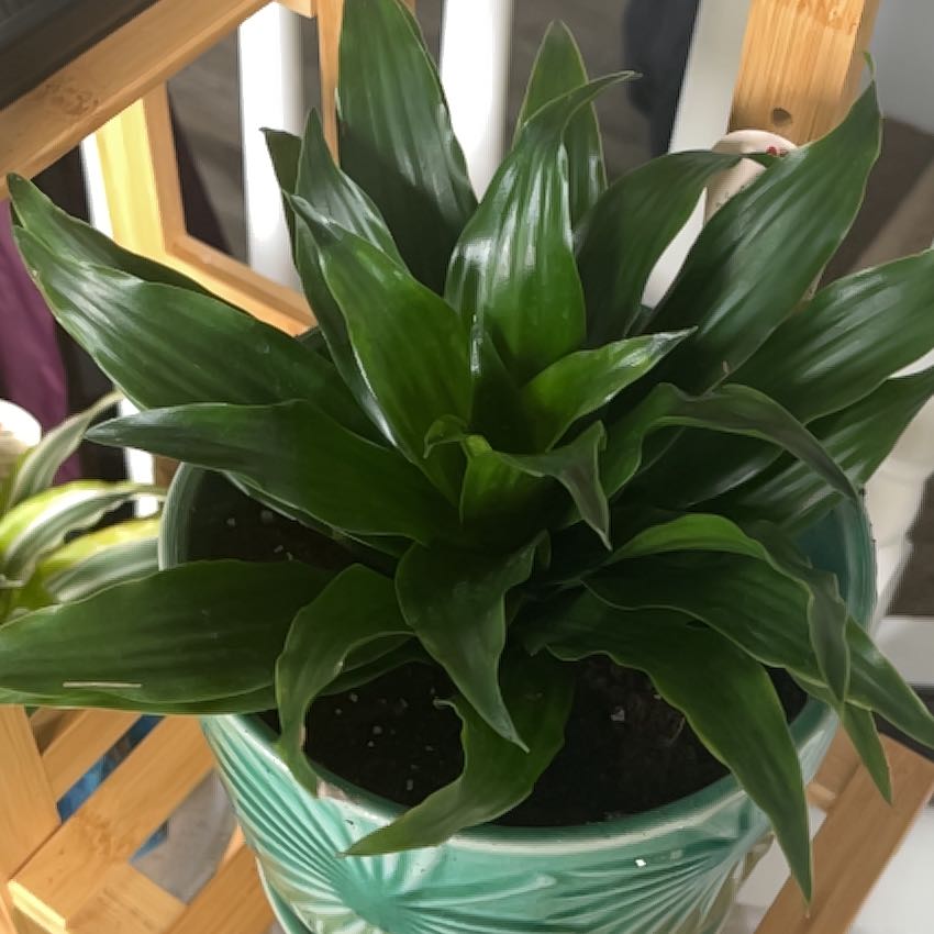 Photo of the plant species Dracaena 'Torch' by @SunshineState named Aria on Greg, the plant care app