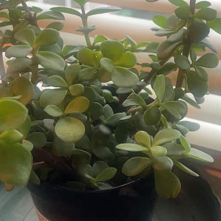 Photo of the plant species Elephant Bush Lilliput by @CalmingChilli named Portulacaria on Greg, the plant care app