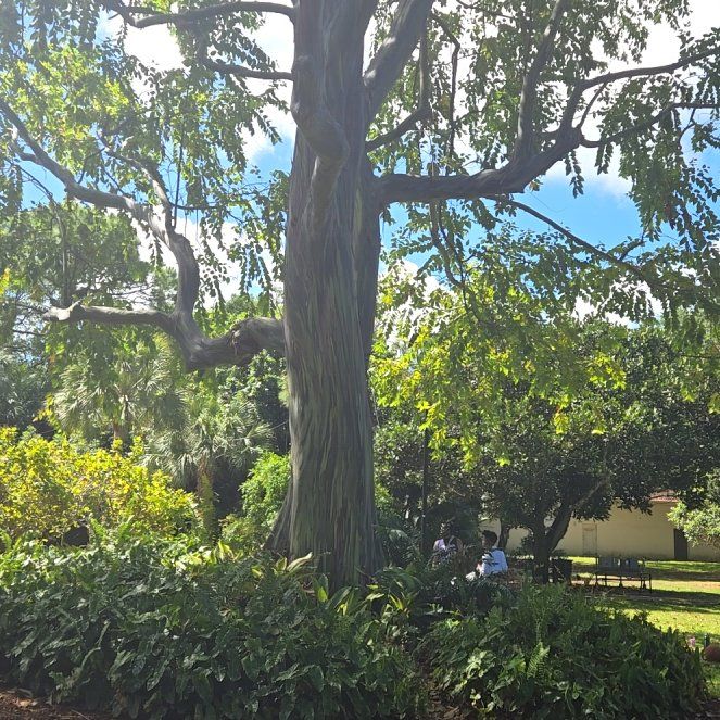 Photo of the plant species Rainbow Gum by @SuaveBrowallia named Gregarious on Greg, the plant care app