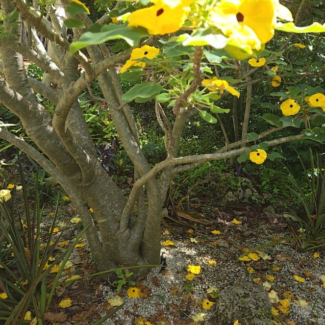 Photo of the plant species Sea Hibiscus by @SuaveBrowallia named Maya on Greg, the plant care app