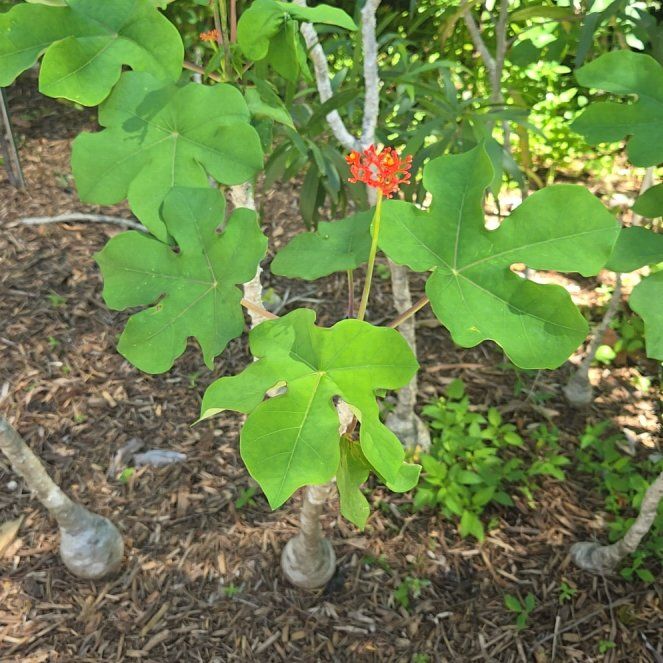 Photo of the plant species Buddha Belly Plant by @SuaveBrowallia named Taylor Swift on Greg, the plant care app