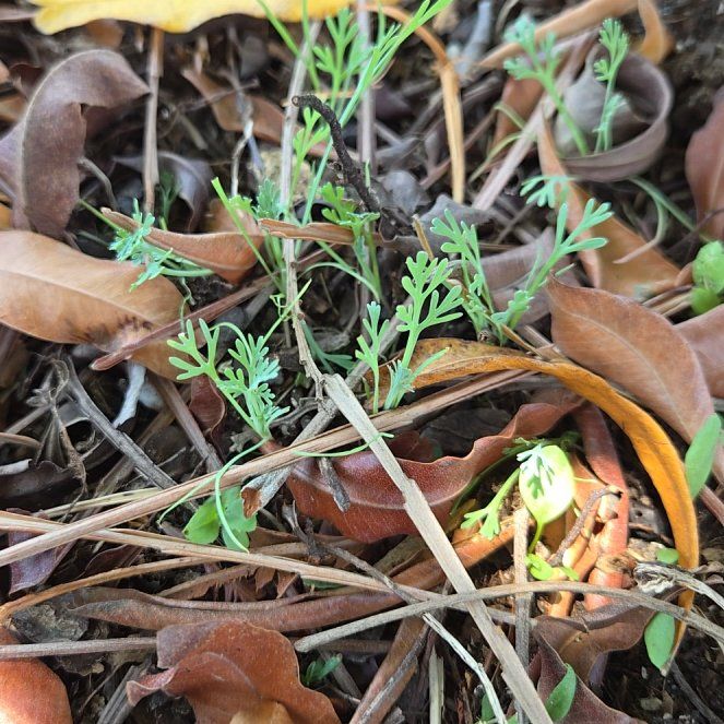 Photo of the plant species German Chamomile by @SuaveBrowallia named Fernie Mac on Greg, the plant care app