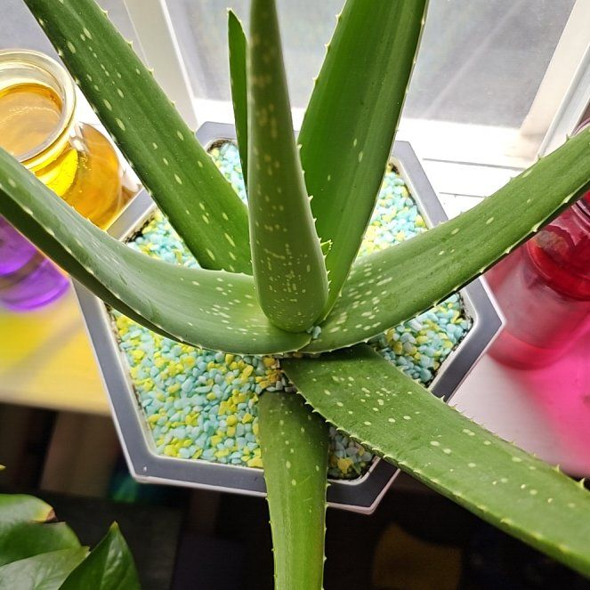Aloe vera uploaded to the Greg plant app by @DollQueenpalm