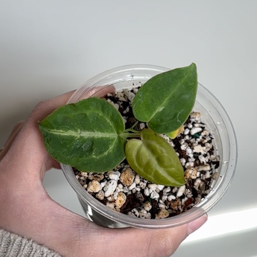 Anthurium crystallinum magnificum plant in a clear plastic pot with visible soil and perlite.