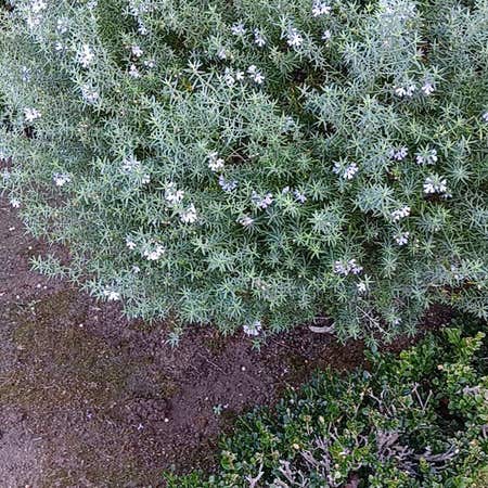 Photo of the plant species Coastal Rosemary by @YernWaxflower named Khaleesi on Greg, the plant care app