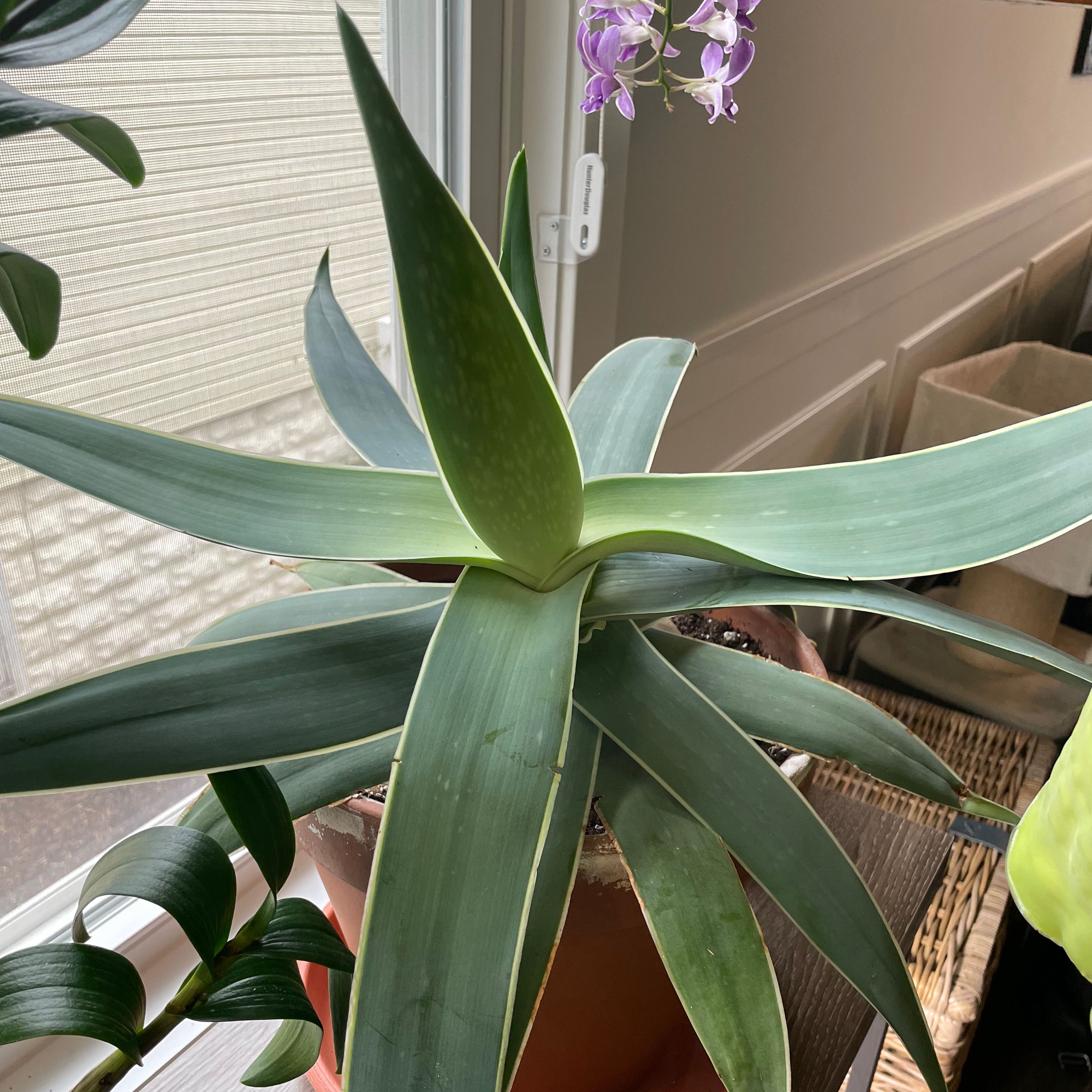 Healthy Coral Aloe plant with broad green leaves near a window.