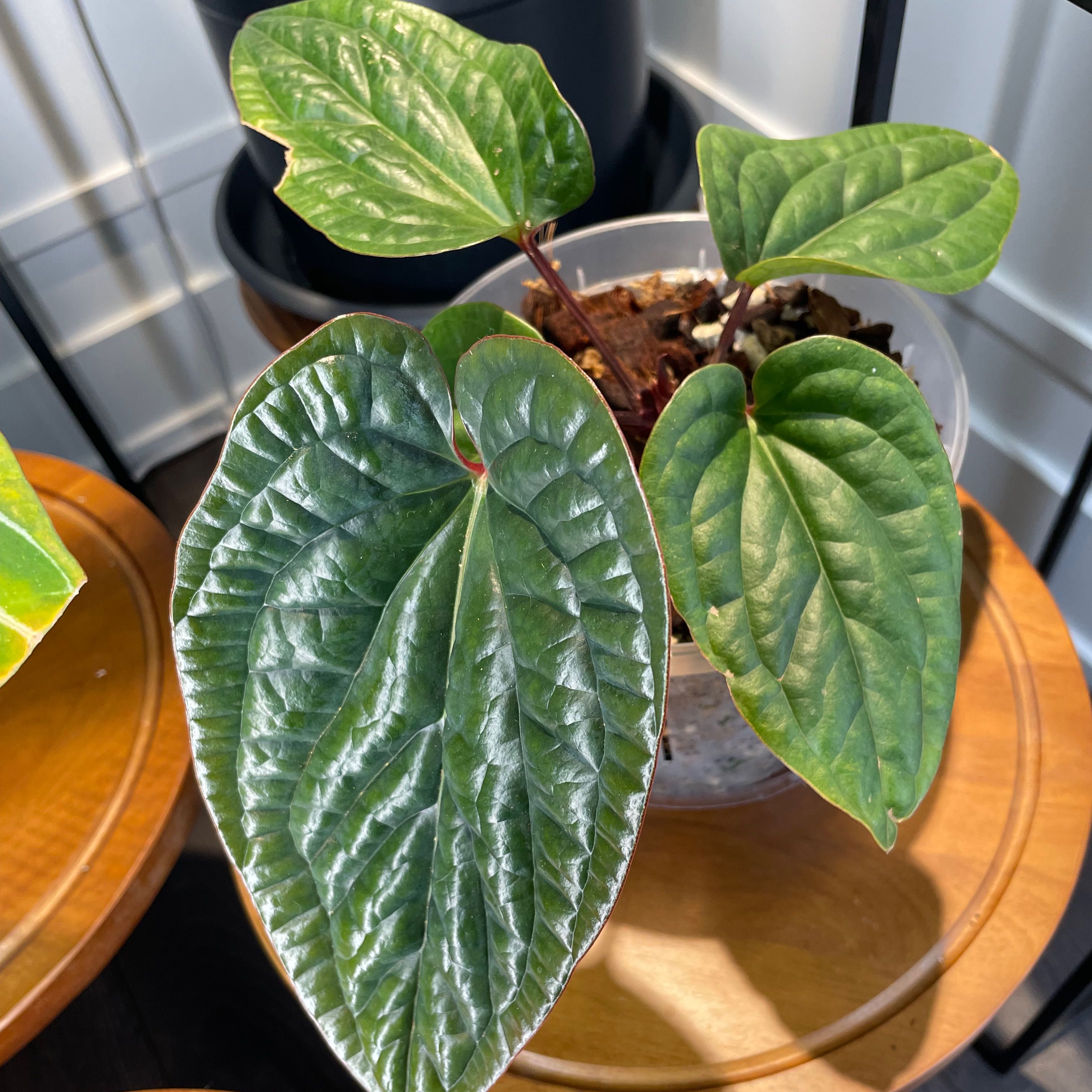 Anthurium Radicans x Luxurians plant with healthy green leaves in a pot.