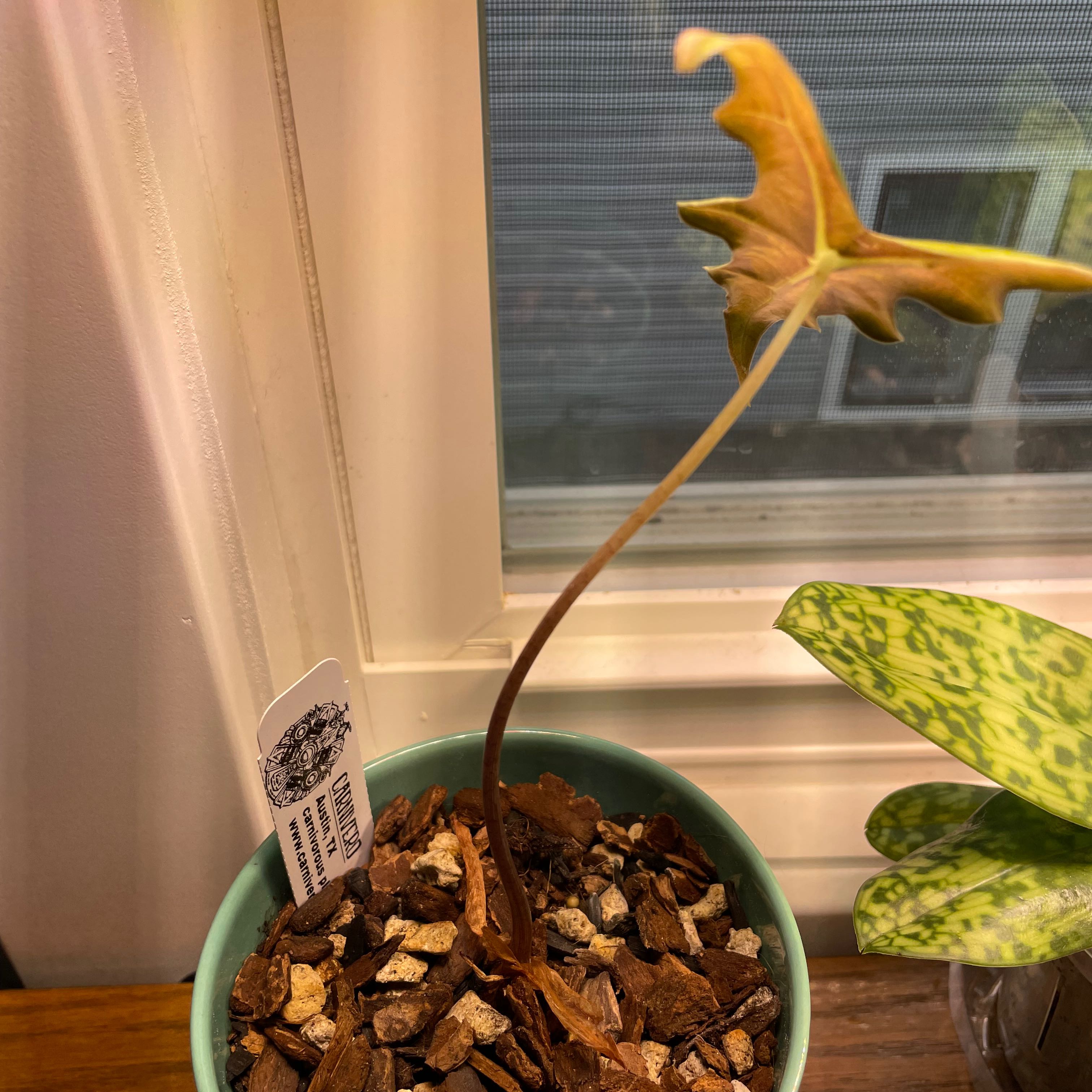 Kris Plant in a pot with visible soil, showing browning and curling leaf edges.