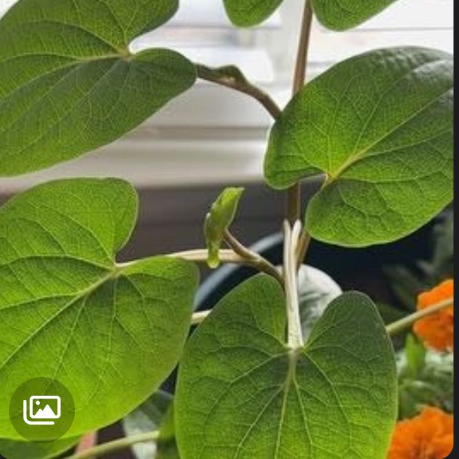 Photo of the plant species Vera Cruz Pepper by @UndauntableHoya named Madonna on Greg, the plant care app