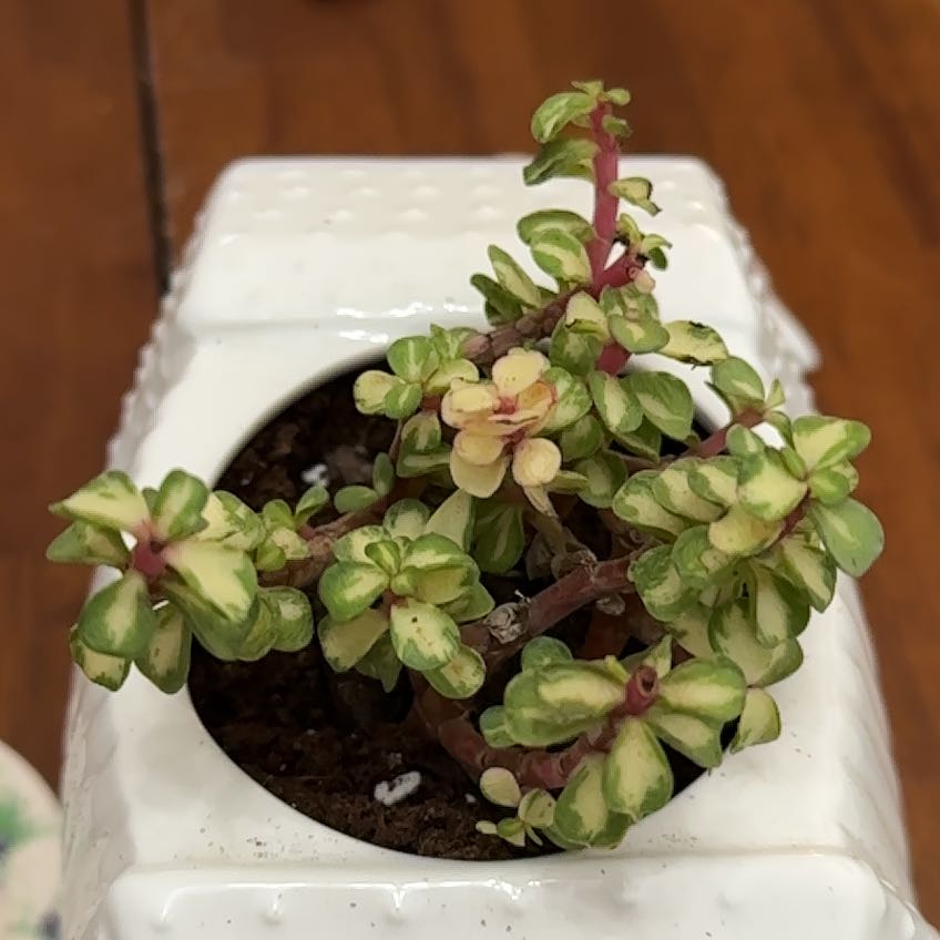 Portulacaria afra 'Kaleidoscope' plant in a white pot with variegated leaves.