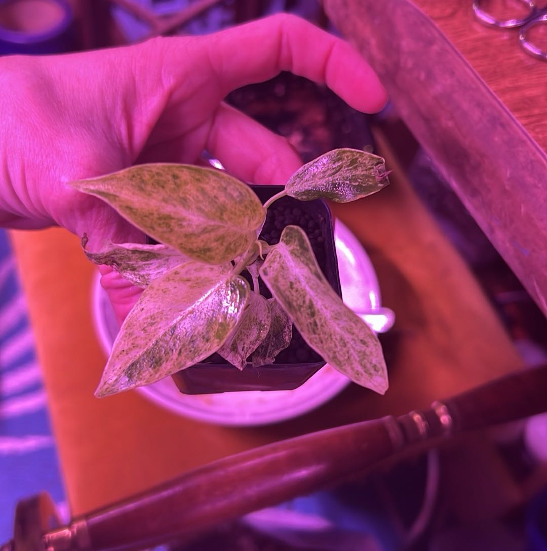 Photo of the plant species blizzard gigantium philodendron by @VirginiaSurdez named Olaf on Greg, the plant care app