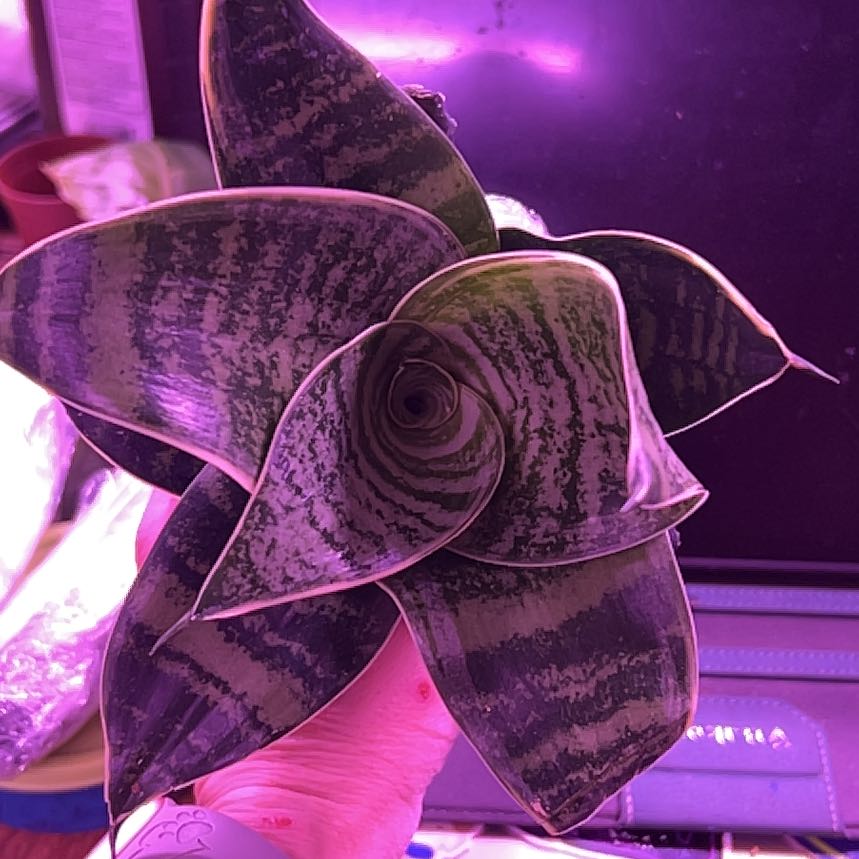 Photo of the plant species Silver Snake Plant by @VirginiaSurdez named Mollie on Greg, the plant care app