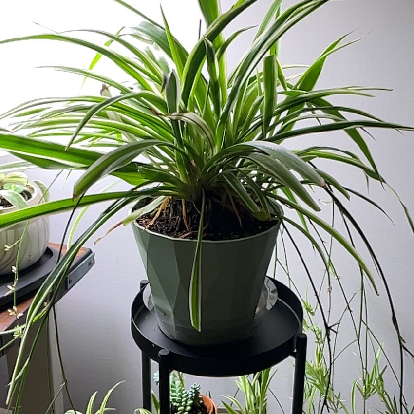 Spider Plant uploaded to the Greg plant app by @DreamyVaseyoak