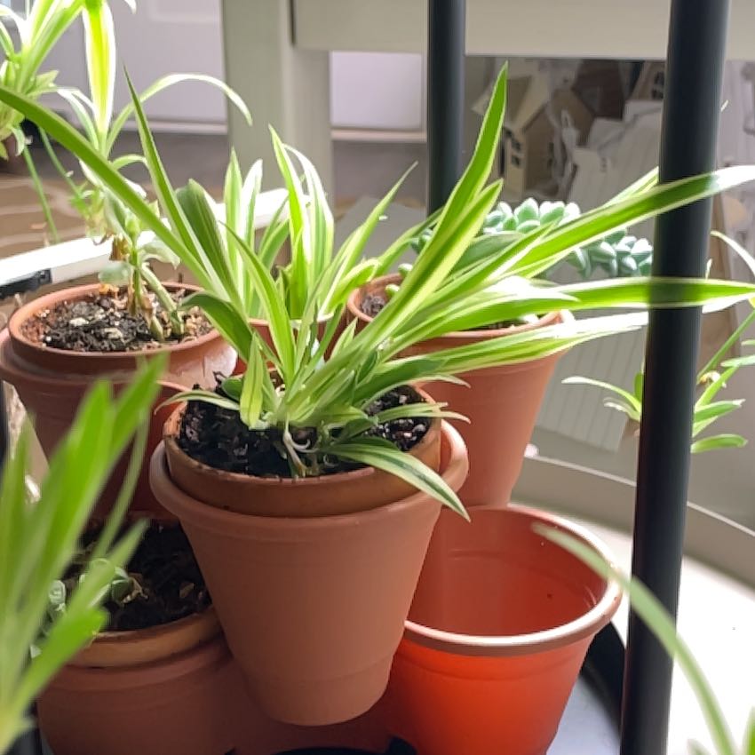 Strategic Plant Placement: Maximizing Sunlight Exposure and Minimizing Risk