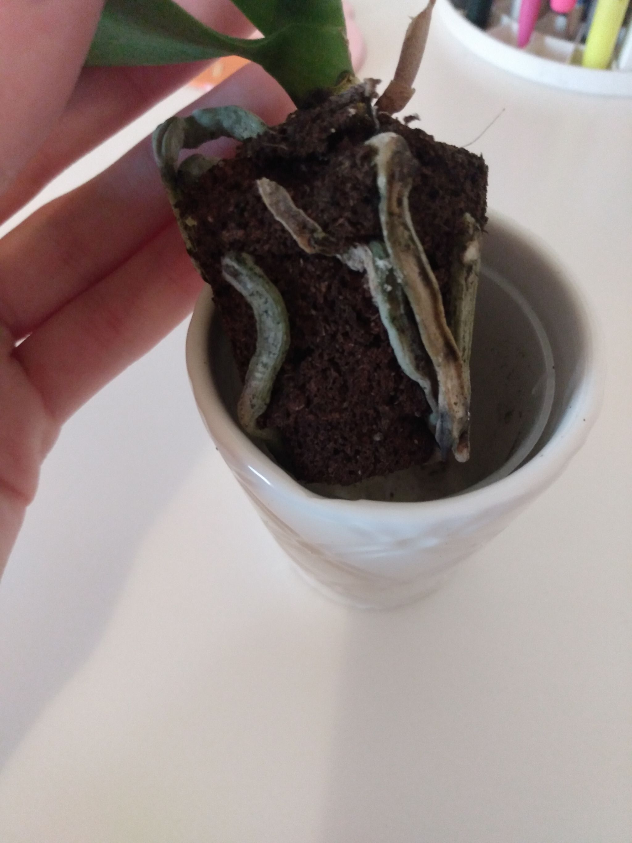 Photo from the post
