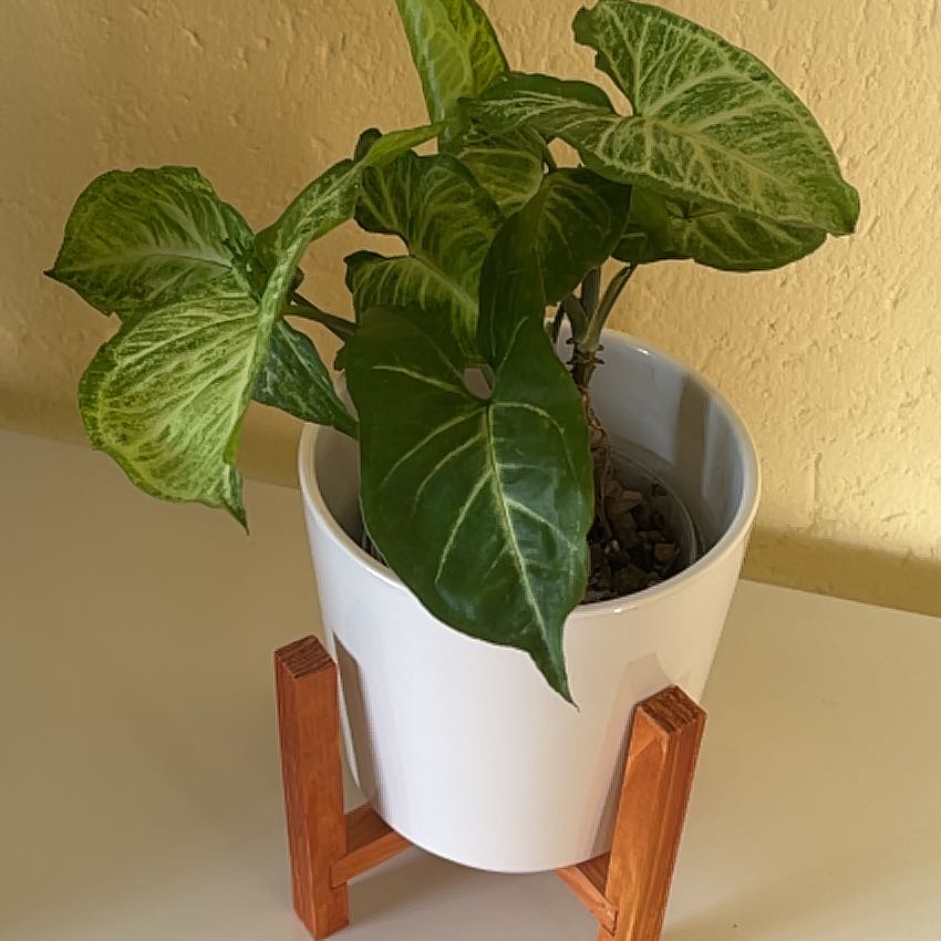 Arrowhead Plant uploaded to the Greg plant app by @PoshGreenmound