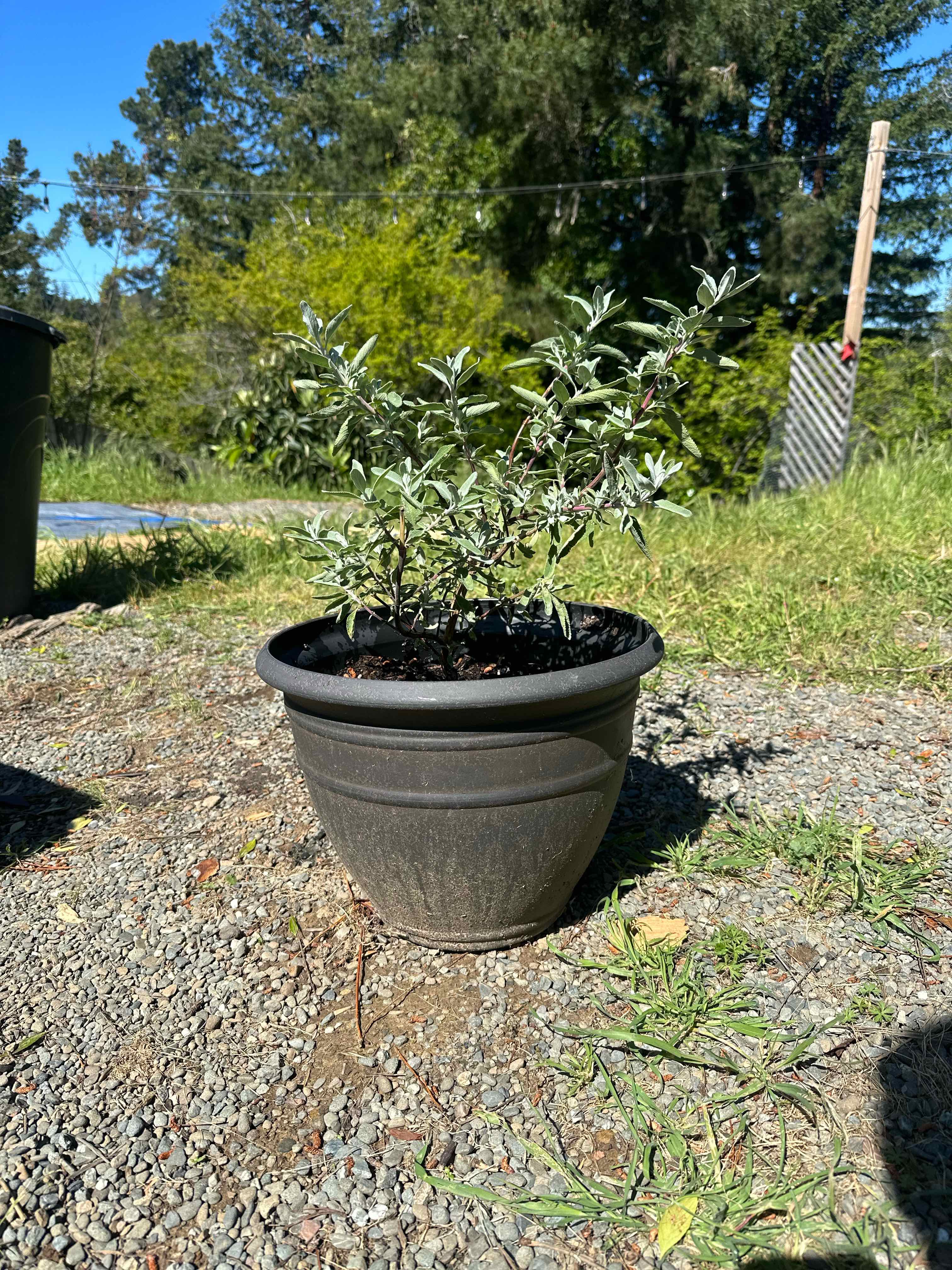 Photo of the plant species Baja Sage by @WeightyTimeout named Sanders  - Salvia chionopeplica on Greg, the plant care app