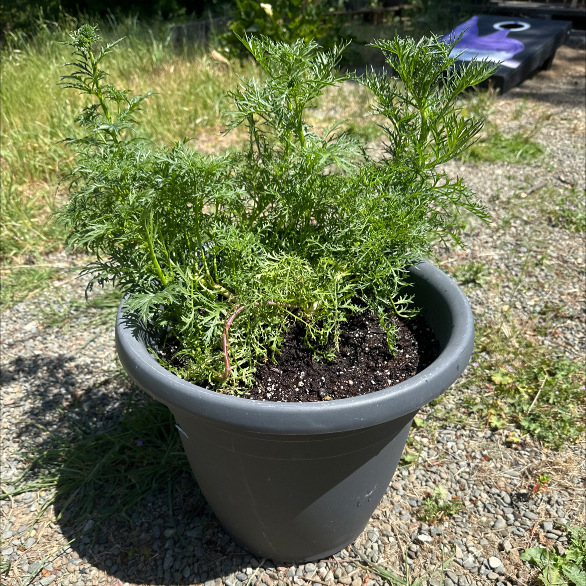 Photo of the plant species Foothill Gilia by @WeightyTimeout named Luna on Greg, the plant care app