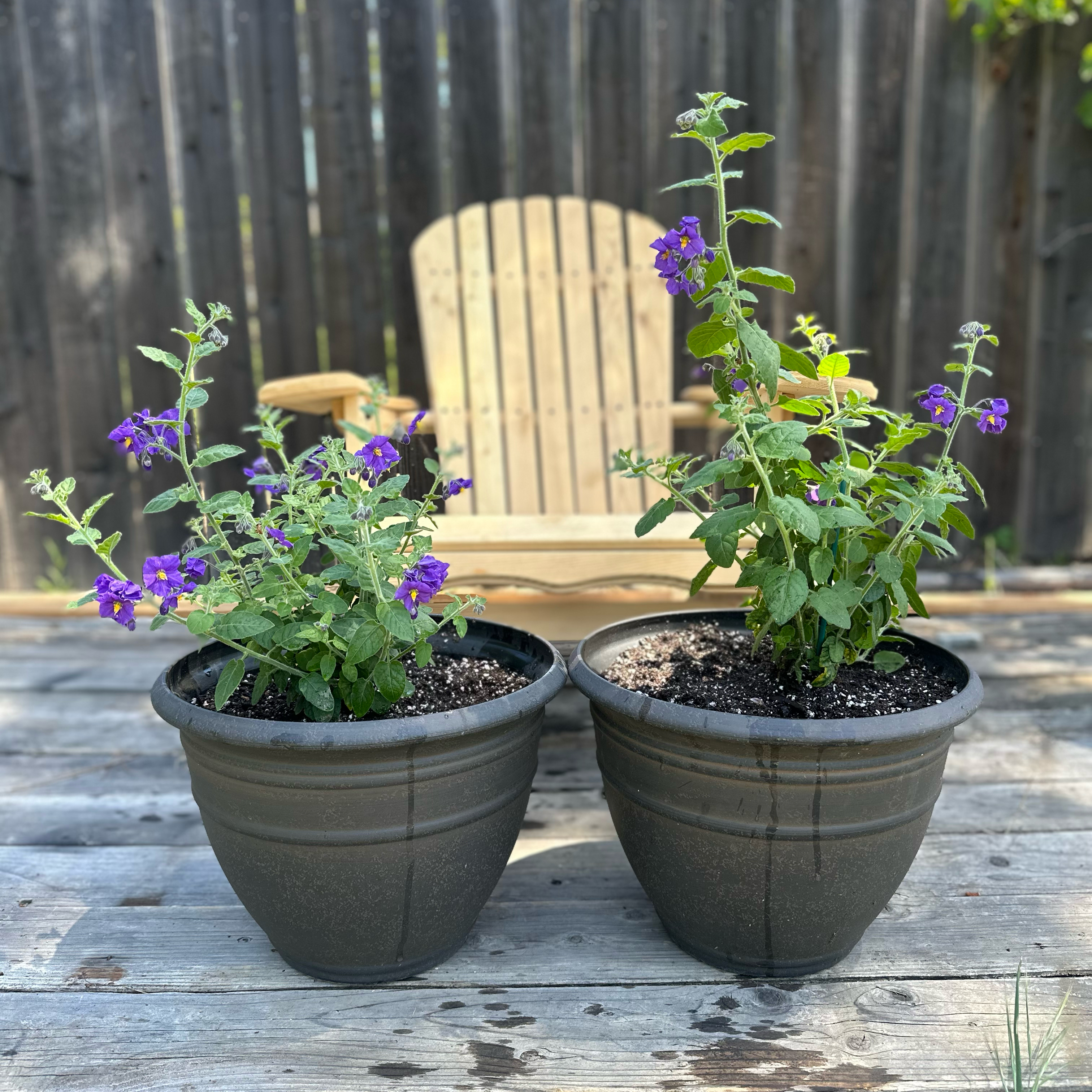 Photo of the plant species Mountain Pride by @WeightyTimeout named Ulysses S Plant - Solanum xanti - Mountain Pride on Greg, the plant care app