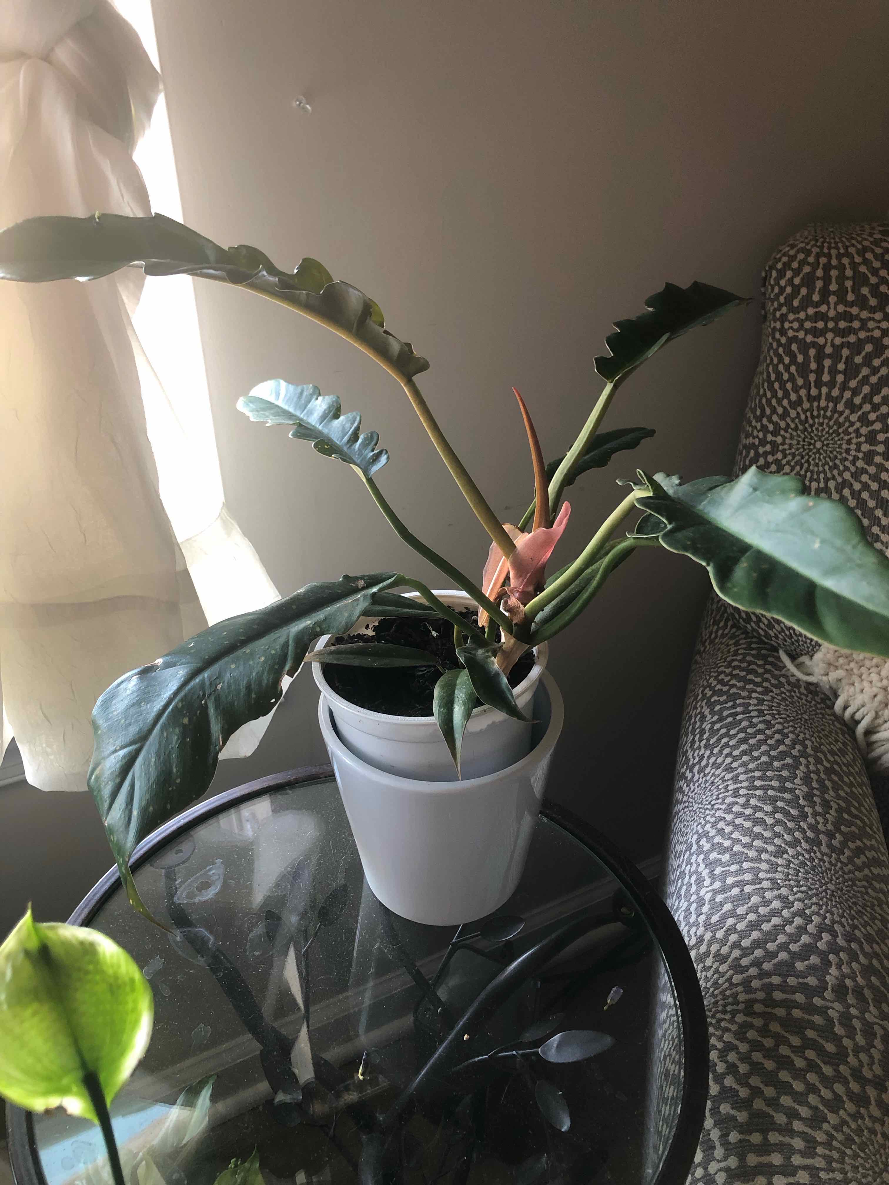 Philodendron 'Ring of Fire' plant in a white pot on a glass table near a window.