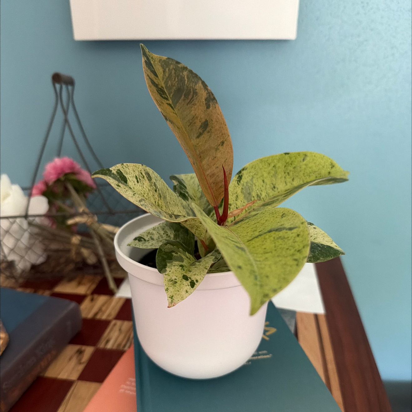 Photo of the plant species Ficus elastica 'Shivereana' by @GoldenRosebush named Cleopatra on Greg, the plant care app