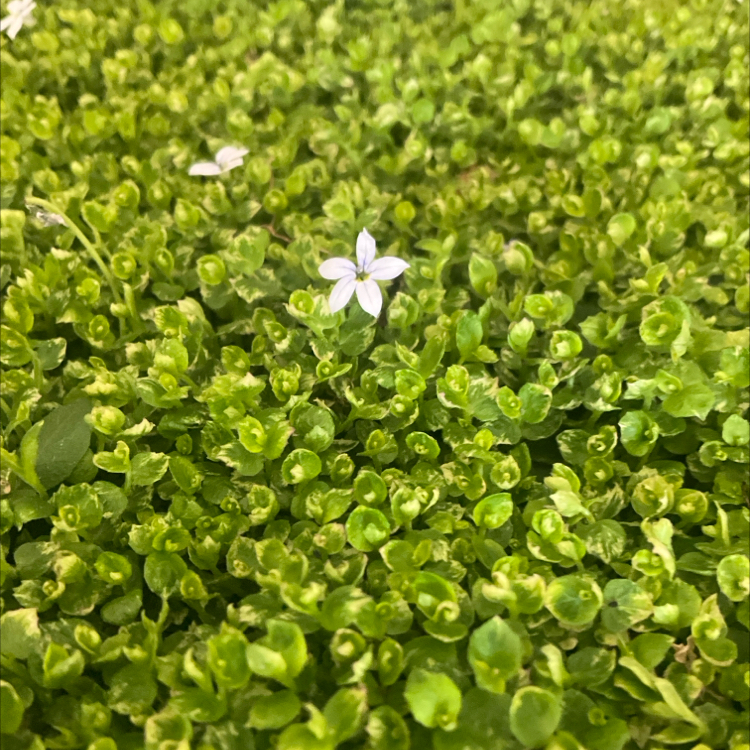 Photo of the plant species Blue Star Creeper by @DrivenKudulily named Surya on Greg, the plant care app