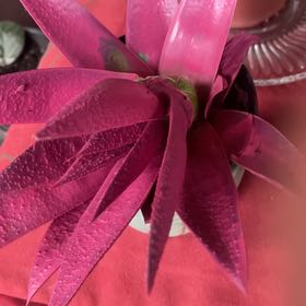 Plant care for Kosmik Kaktus on Greg, the plant care app