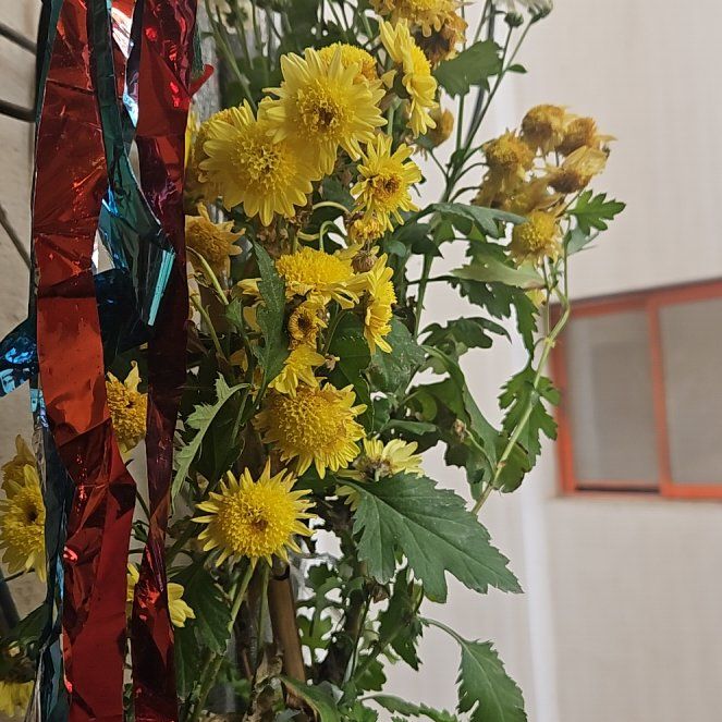 Photo of the plant species Golden Crownbeard by @GrandBigfoot named Austen on Greg, the plant care app