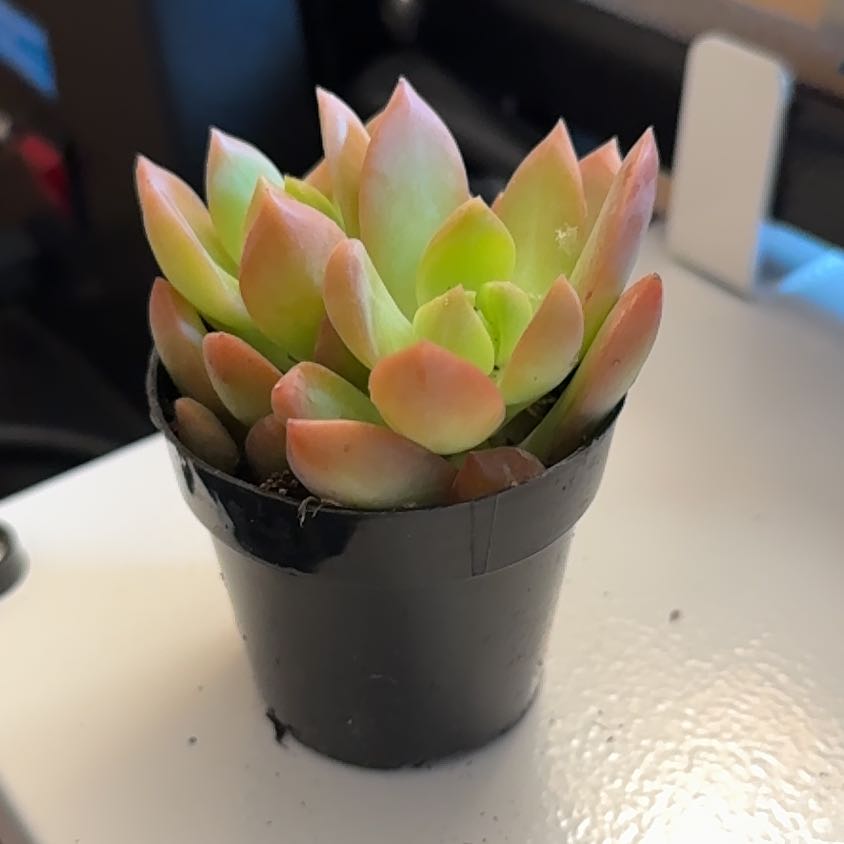 Graptosedum 'Copper Glow' succulent in a black plastic pot with green to reddish leaves.
