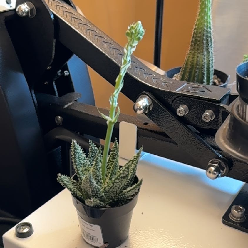 Photo of the plant species Gasteraloe 'Tarantula' by @SpecialPukatea named Sprout on Greg, the plant care app