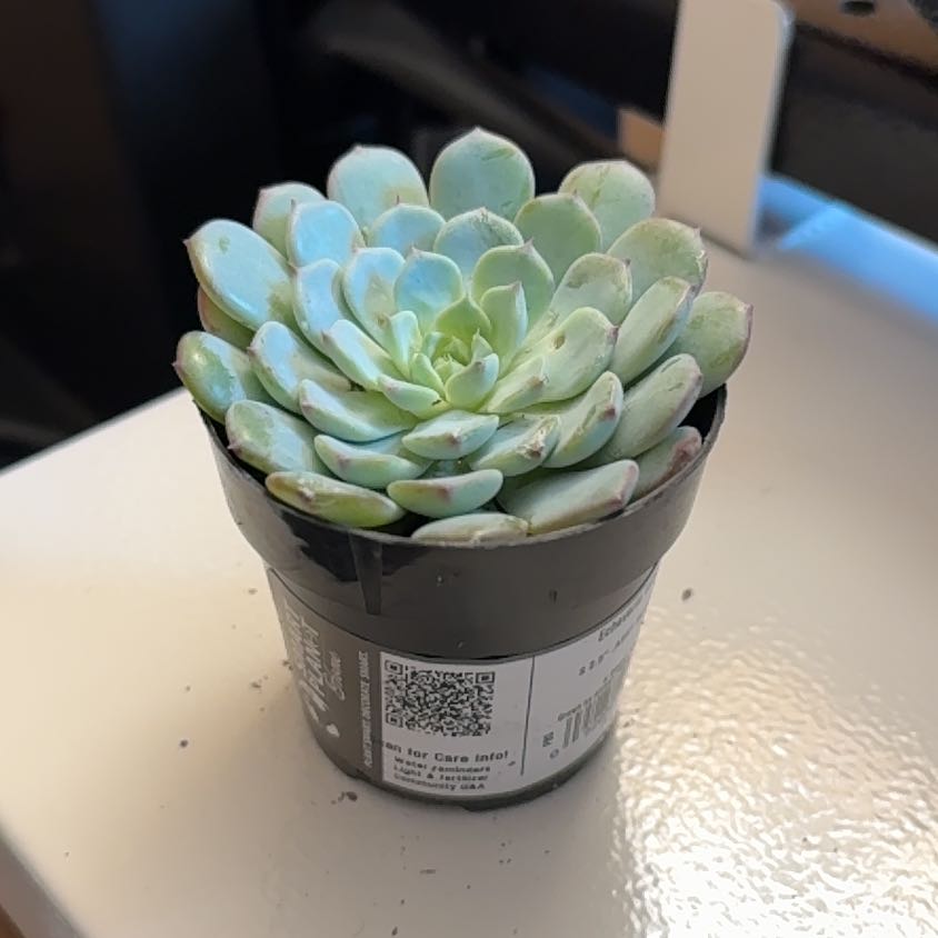 Miniature Echeveria succulent in a black pot, healthy with plump leaves.