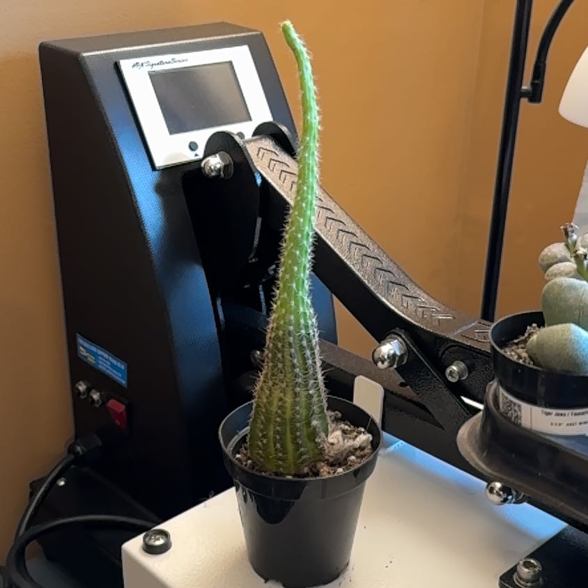 Photo of the plant species Chamaelobivia by @SpecialPukatea named da Vinci on Greg, the plant care app