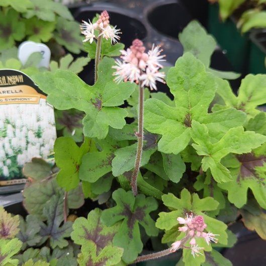 Photo of the plant species Foam Flower by @ConstantGalega named McKinley on Greg, the plant care app